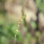Carex normalis 花