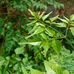 Millingtonia hortensis Leaf