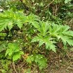 Heracleum mantegazzianum Alkat (teljes növény)