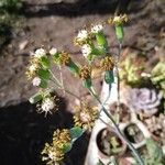 Senecio articulatusFlor