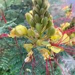 Caesalpinia pulcherrima Cvet