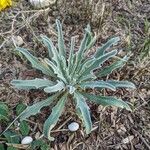 Matthiola sinuata Leht