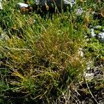 Carex myosuroides Övriga