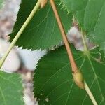 Tilia mandshurica Kabuk