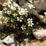 Saxifraga androsacea Celota