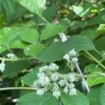 Rubus discolor Fruit