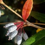 Berberis julianae 果