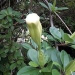 Solandra grandiflora Blüte