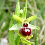 Ophrys aranifera 花