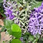 Petrea volubilis Flower