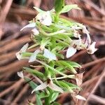 Platanthera bifolia Fiore