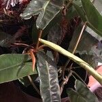 Philodendron billietiae Hoja