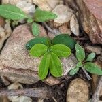 Senna marilandica Leaf