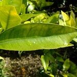 Citrus sinensis その他の提案