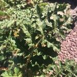 Solanum sisymbriifolium Blad