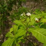 Rauvolfia viridis Flower