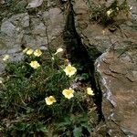 Oenothera argillicola Kůra