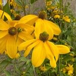 Rudbeckia nitida Квітка