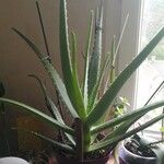 Aloe veraLeaf