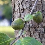 Diospyros kirkii Frukto