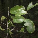 Licaria pachycarpa Hoja