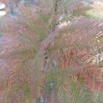 Taxodium distichum Leaf