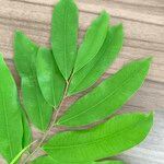 Hylodendron gabunense Hoja