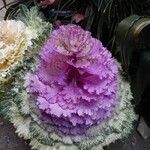Celosia cristata 花