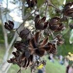 Lagerstroemia speciosa Blomst