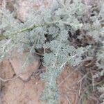 Artemisia frigida Blatt
