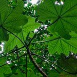 Cecropia schreberiana Hoja