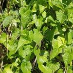 Dioscorea communis Blad