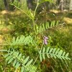 Vicia cassubica Deilen