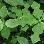 Euphorbia heterophylla Leaf