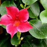 Mandevilla sanderi 花