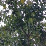 Milicia excelsa Leaf