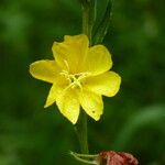 Oenothera stricta Цветок