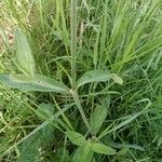 Silene dichotoma Blatt