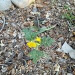 Solanum rostratum Blad