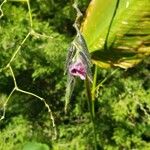 Thalia geniculata Fruit