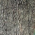 Quercus virginiana Bark