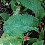 Arctium nemorosum Leaf