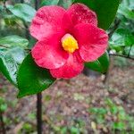 Camellia japonicaBlomst