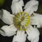 Bellucia grossularioides Fleur