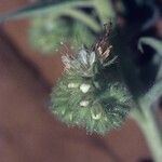 Phacelia heterophylla Fruit