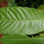 Perebea guianensis Hoja
