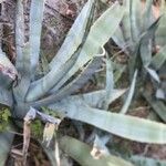 Agave americana Folha