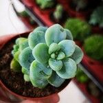 Sedum clavatum Lapas