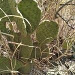 Opuntia rufida Blad