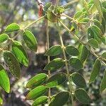 Cassia abbreviata Leaf